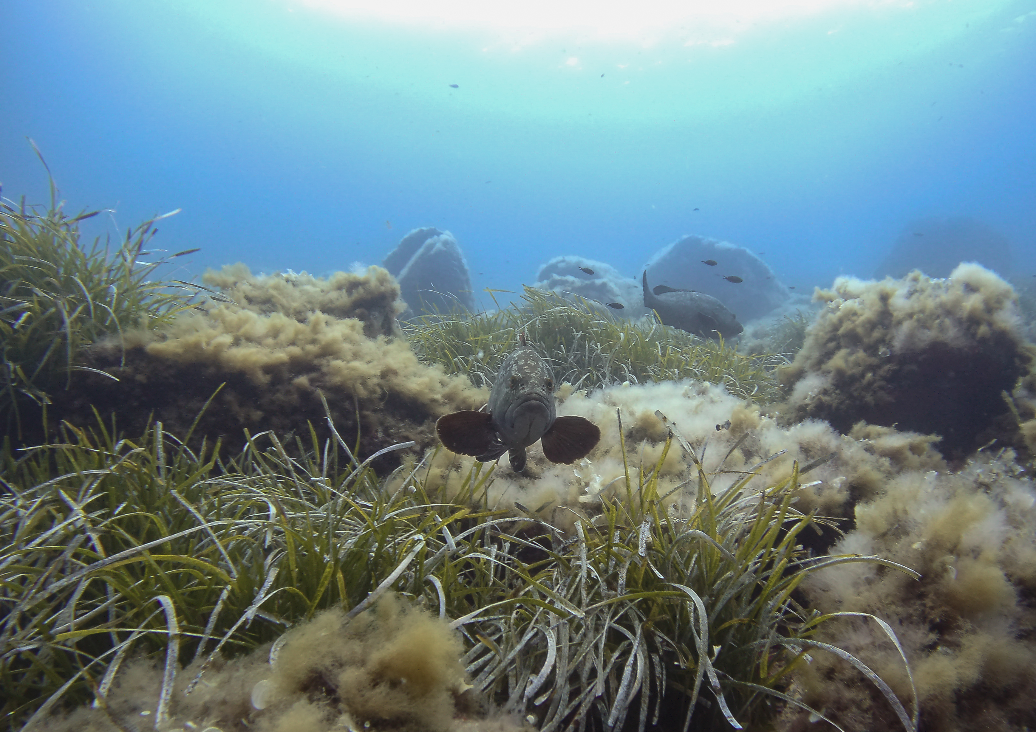 Fish in seagrass meadow